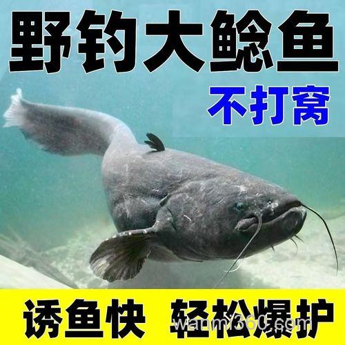 钓野生鲶鱼用什么饵料?
