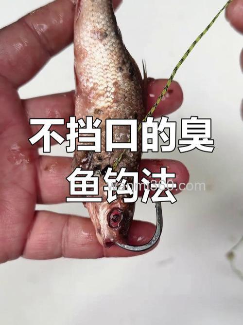 白天钓鲶鱼用什么诱饵最快上钩?