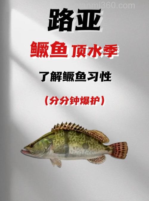 海钓桂鱼总脱钩?老陈分享十年经验:从饵料到技巧的全面突破