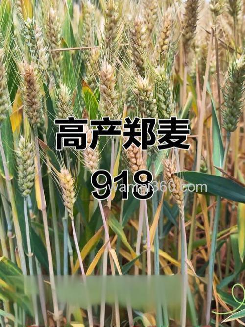 918有多少品种?