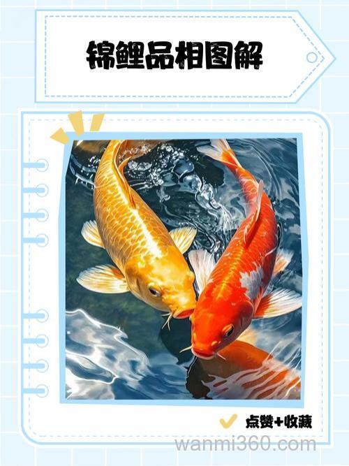 请教锦龙鲤的性状?