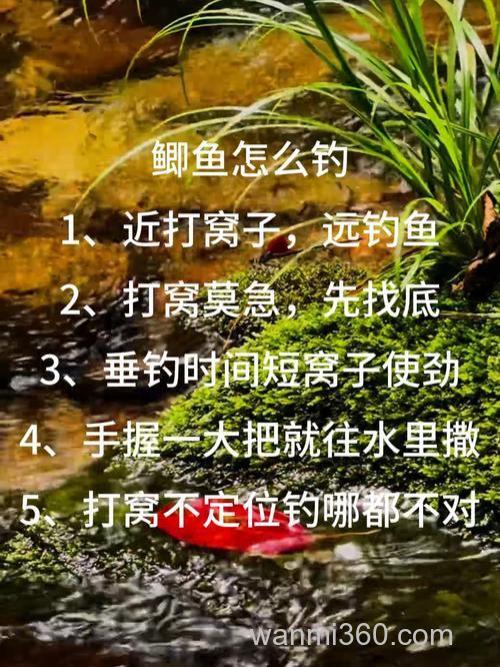 在肥水塘如何钓鱼更有效?老钓友私藏的技巧,喜欢钓鱼的你别错过