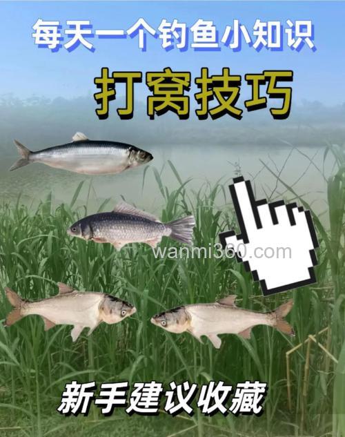 布鲤鱼窝技巧 --淡水钓鱼技巧
