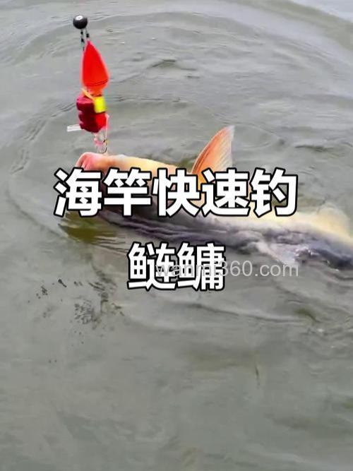 如何在水库使用海竿钓白鲮