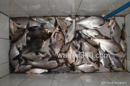 野钓流水鳊鱼怎么选位?老陈分享太湖、千岛湖实战经验,爆护技巧揭秘