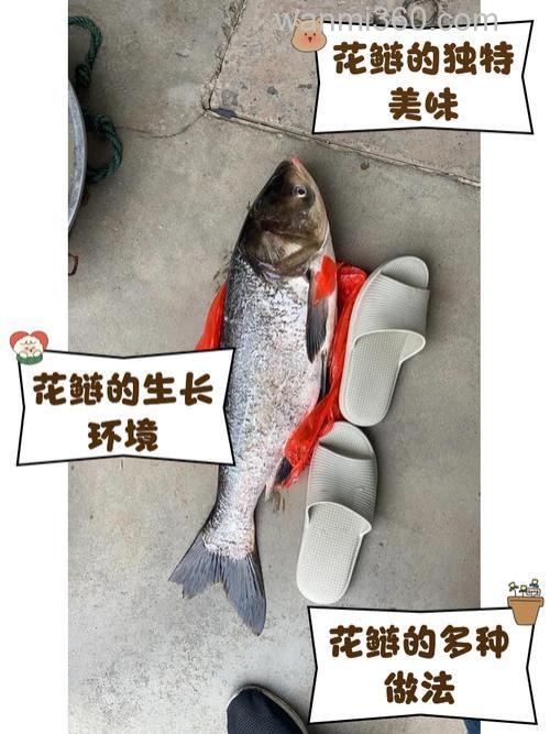 求解~稀里糊涂手竿钓上了大花鲢~其中道理不明白~