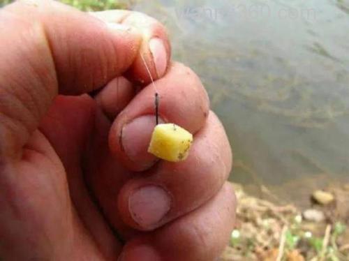 红薯能钓到鲫鱼吗?