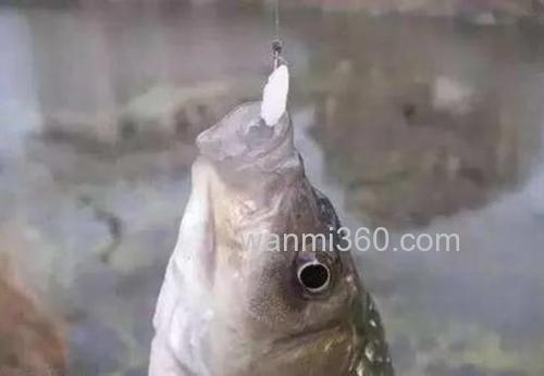 米饭饵钓回锅鲤鱼怎么开？