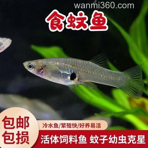 麦穗鱼吃蚊子幼虫吗?
