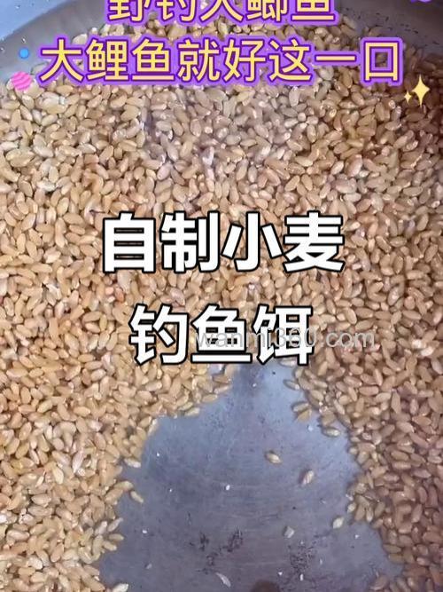 怎样自制麦粒鲫鱼饵