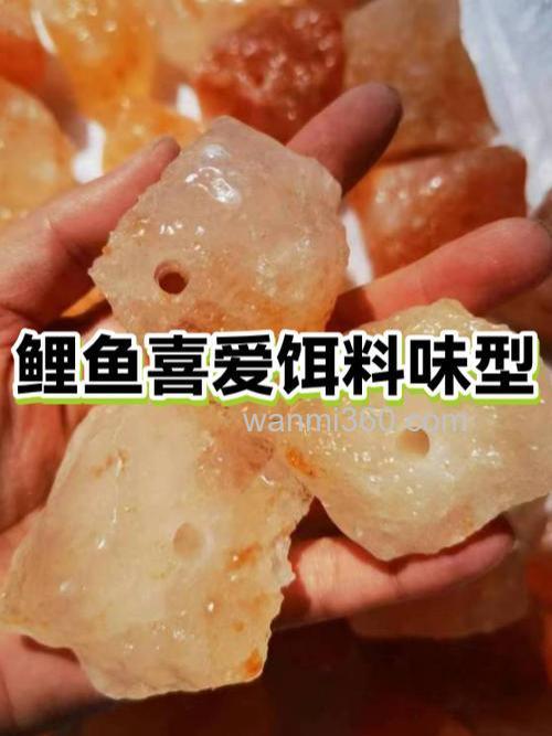 鲤鱼为什么喜欢吃玉米面？