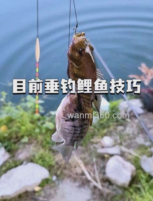 南方冬天夜钓鲤鱼方法?