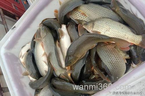 末春黑坑鲤鱼吃什么?
