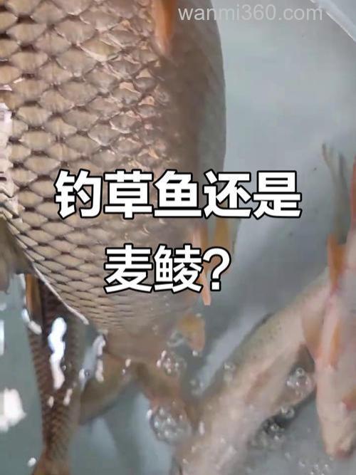 草鱼和麦穗为什么那么像?