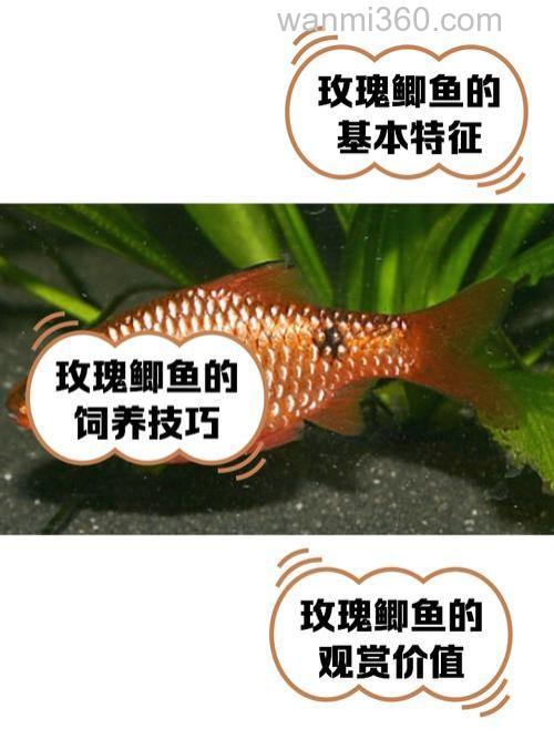 玫瑰香精钓鲤鱼好吗？