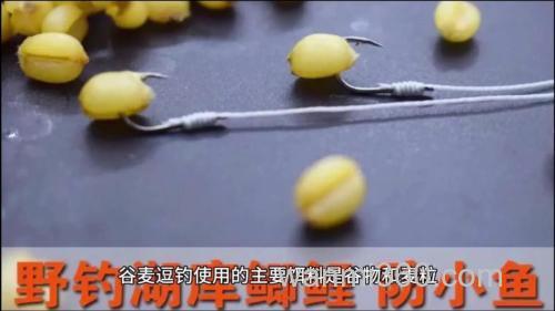 麦粒逗钓方法?