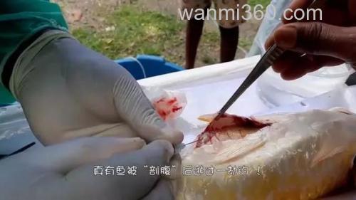 鲤鱼怎么开膛，从哪里下手？