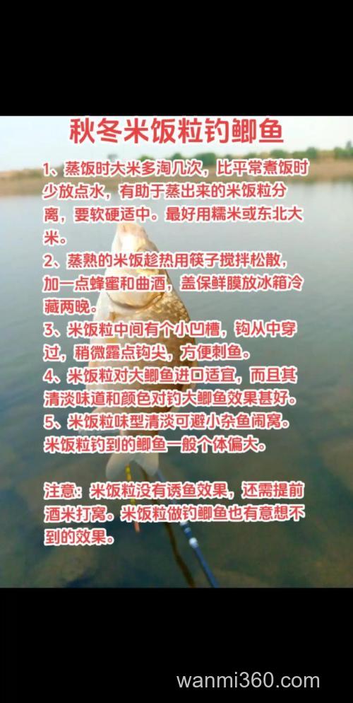 大米饭 钓 鲫鱼 鲫鱼爱吃么