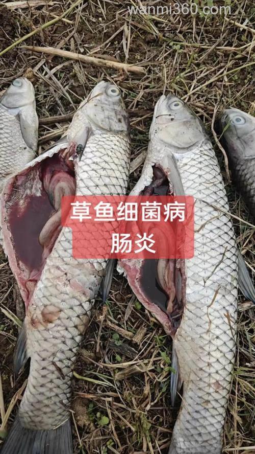 草鱼的细菌性肠炎病
